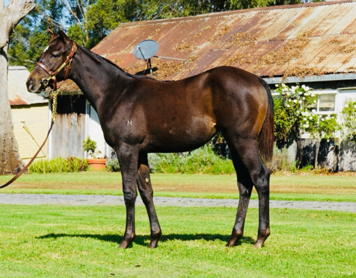 Lot 148: Artorius / Spring Tempest (CAN)