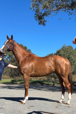 Lot 226: Star Witness / She's Pretentious