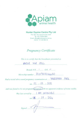 Pregnancy Certificate for Lot 18
