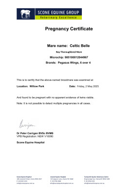 Pregnancy Certificate for Lot 256