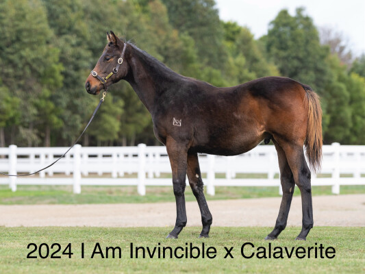 Lot 40: Lonhro / Gold Rocks