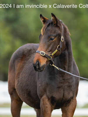 Lot 40: Lonhro / Gold Rocks