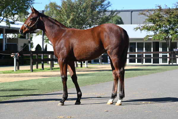 Lot 13: Portland Sky / Northern Glory