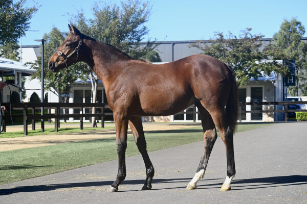 Lot 421: Tassort / Heat of the Fire