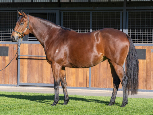 Lot 76: Snitzel / De Lago Mist