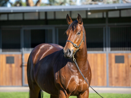 Lot 76: Snitzel / De Lago Mist