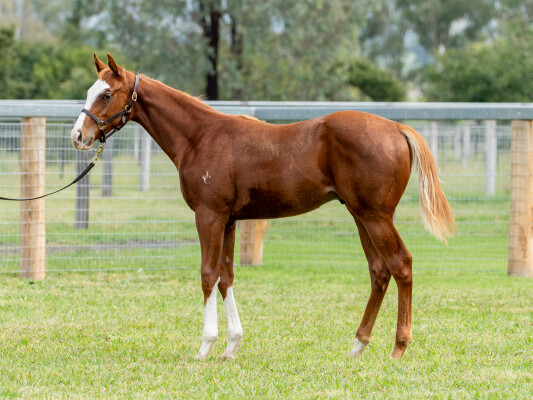 Lot 577: In the Congo / Written Verse