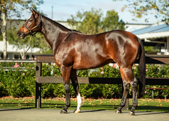 Lot 202: Flying Artie / Shamalia