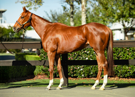 Lot 68: Starspangledbanner / Hera (NZ)