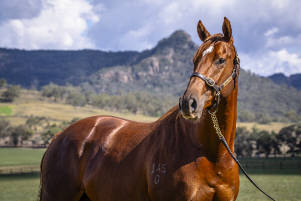 Lot 209: Written By / Farasha (NZ)