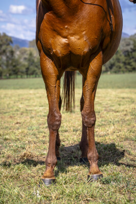 Lot 209: Written By / Farasha (NZ)