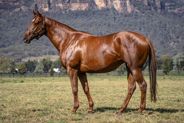 Lot 209: Written By / Farasha (NZ)