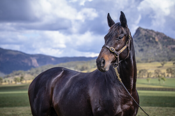 Lot 211: Savabeel / America Bay