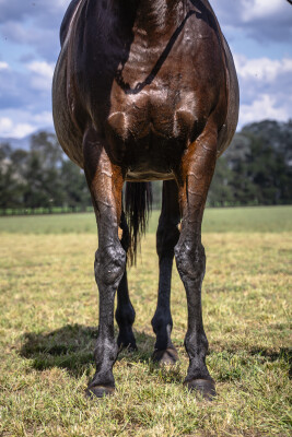 Lot 211: Savabeel / America Bay