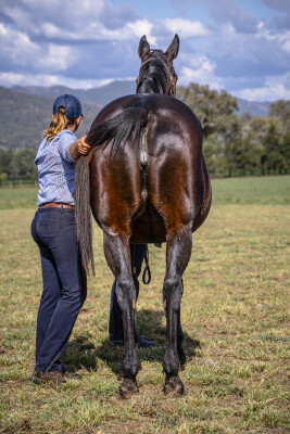 Lot 211: Savabeel / America Bay