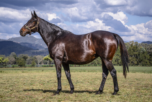 Lot 211: Savabeel / America Bay