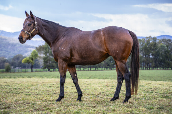Lot 242: I Am Invincible / Siwa Lady