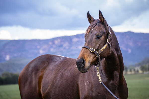 Lot 242: I Am Invincible / Siwa Lady
