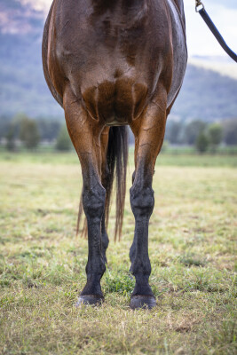 Lot 242: I Am Invincible / Siwa Lady