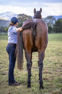 Lot 242: I Am Invincible / Siwa Lady