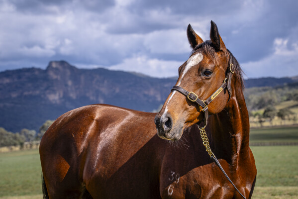 Lot 254: Medaglia D'oro (USA) / Romneya
