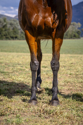 Lot 254: Medaglia D'oro (USA) / Romneya