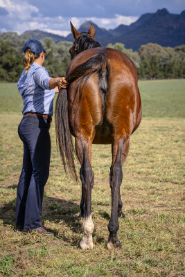 Lot 254: Medaglia D'oro (USA) / Romneya