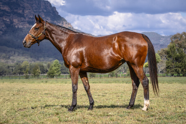 Lot 254: Medaglia D'oro (USA) / Romneya