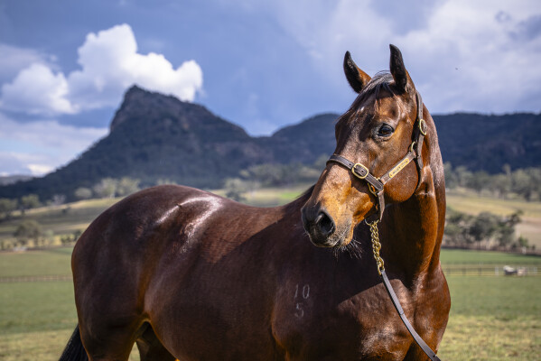 Lot 268: Fastnet Rock / El Laoob (USA)