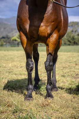 Lot 268: Fastnet Rock / El Laoob (USA)
