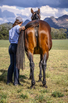 Lot 268: Fastnet Rock / El Laoob (USA)