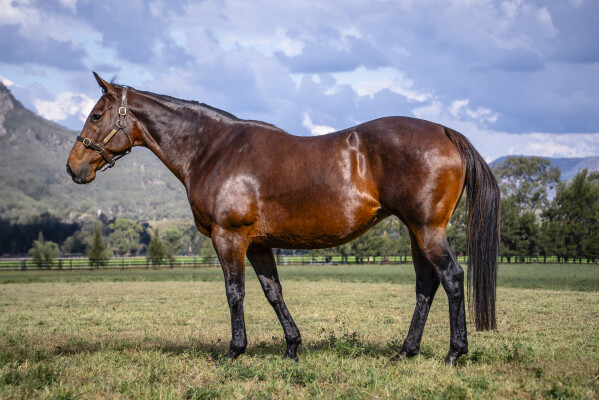 Lot 268: Fastnet Rock / El Laoob (USA)