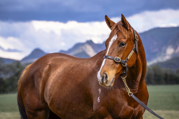 Lot 270: Deep Field / Cattalo