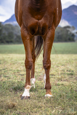 Lot 270: Deep Field / Cattalo