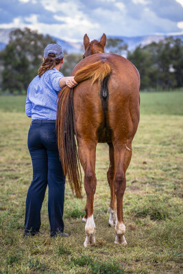 Lot 270: Deep Field / Cattalo