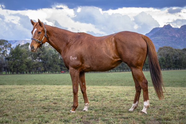 Lot 270: Deep Field / Cattalo