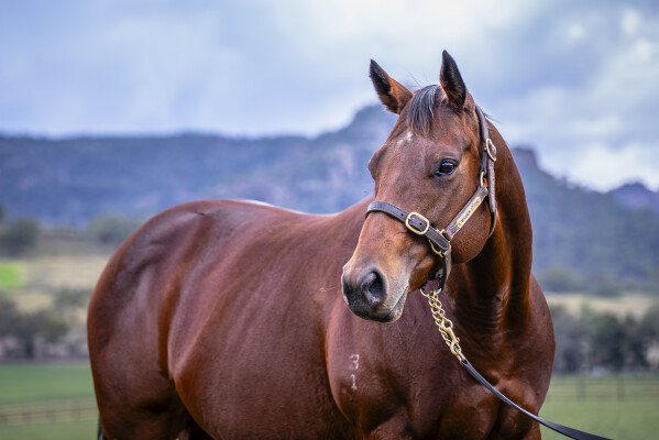 Lot 272: Snitzel / Love and Emotion