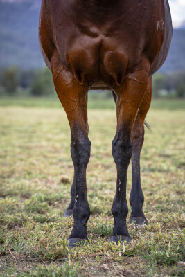 Lot 272: Snitzel / Love and Emotion