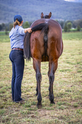 Lot 272: Snitzel / Love and Emotion