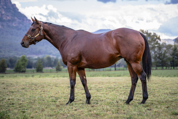 Lot 272: Snitzel / Love and Emotion