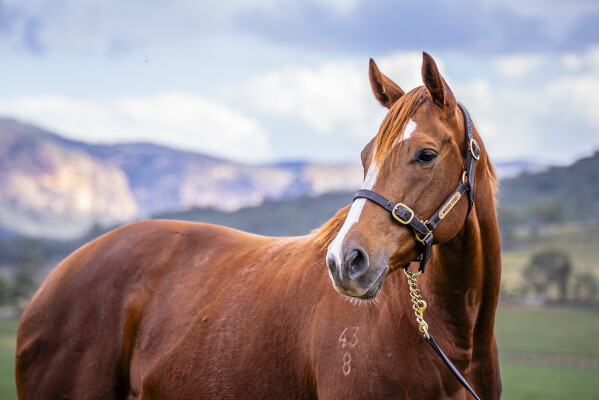 Lot 280: Dissident / Lucciola (IRE)