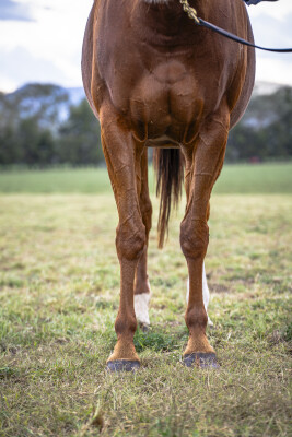 Lot 280: Dissident / Lucciola (IRE)