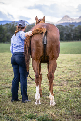 Lot 280: Dissident / Lucciola (IRE)
