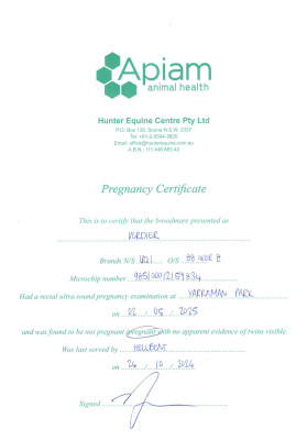 Pregnancy Certificate for Lot 232