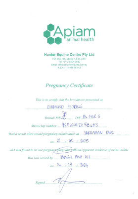 Pregnancy Certificate for Lot 261
