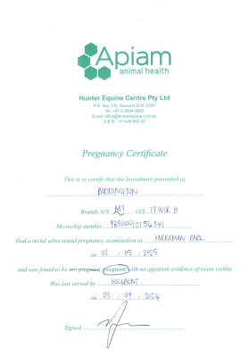 Pregnancy Certificate for Lot 251