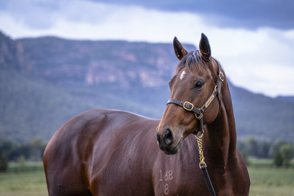 Lot 284: I Am Invincible / Intimate Moment (NZ)