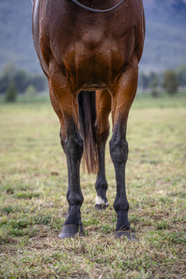 Lot 284: I Am Invincible / Intimate Moment (NZ)
