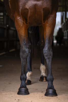 Lot 234: Wandjina / Taghrooda