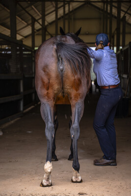 Lot 234: Wandjina / Taghrooda